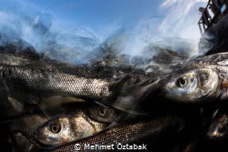 
Pearl mullet fishes 2019 / 2 
The incredible journey o... by Mehmet Öztabak 
